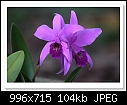 -c-9886-orchid-21-03-12-5d-400.jpg