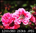 Click image for larger version

Name:	Tiny bee on Tea Flower.jpg
Views:	472
Size:	262.8 KB
ID:	14868