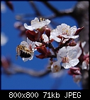 what a difference a day makes [Cherry Plum - prunus cerasifera]-prunus_cerasifera-4.jpg