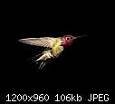 Male Anna's Hummingbird hovering in the darkest part of my my garden-backyard-hummingbird-007.jpg