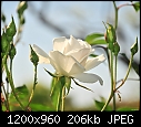 Click image for larger version

Name:	White Rose - afternoon sun.jpg
Views:	311
Size:	205.7 KB
ID:	14932
