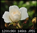 Click image for larger version

Name:	White Rose - soft.jpg
Views:	490
Size:	146.1 KB
ID:	14933
