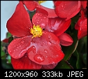 Begonia - Atrium 029-begonia-atrium-029.jpg