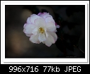 -c-0412-camellia-09-05-12-5d-400.jpg