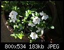 Miniture Gardenia - IMG_0302.JPG-img_0302.jpg