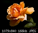 Rose 'Just Joey'-_rel6581-editsmall.jpg