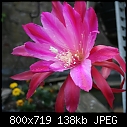 It bloomed overnight more coming soon - IMG_0318b.jpg-img_0318b.jpg
