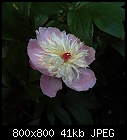 Click image for larger version

Name:	paeonia_004_06-1.jpg
Views:	386
Size:	40.8 KB
ID:	15076