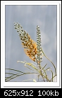 Gevillea Honey Gem-5862-(G. banksii x G. pteridifolia)-c-5862-grevillea-22-06-12-40-100.jpg