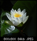 Click image for larger version

Name:	waterlily_Richardsonii-1.jpg
Views:	426
Size:	83.7 KB
ID:	15114
