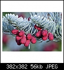 Can anyone tell me what this is called please-abies-procera-glauca-protrata.jpg