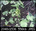 Can anyone please tell me the name of this plant please-garden-2-011.jpg