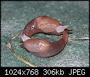 Mating dance of the Slugs [1/1]-zslugdance.jpg