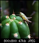 lil' grasshopper-grasshopper_cereus_2012.jpg
