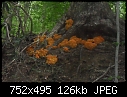 Another fungus - SAM_0497a.jpg-sam_0497a.jpg