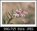Grevillea juniperina 'Pink Lady'-6184-c-6184-g.pinklady-13-08-12-40-100.jpg