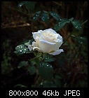 white hybrid tea rose-rose_teehybride_weisz-1.jpg