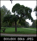 &quot;It was a Robinia and not an Elm-tree that pierced the gaping retinaof my eye.&quot;-robinia-toscanapark-1.jpg