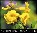 -yellow-flowers-040.jpg