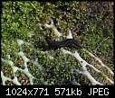 Garden slug (Arion hortensis) [1/1]-z_7085.jpg