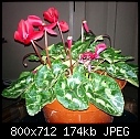 Click image for larger version

Name:	red stem flower.jpg
Views:	548
Size:	174.4 KB
ID:	15357