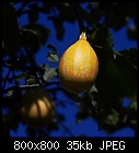 One of my gourds decorating a tree-zierkuerbis-0.jpg
