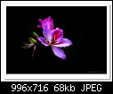 Bauhinia flower-2416-c-2416-bauhinia-26-09-12-5d-400.jpg