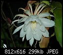 Night bloomer.Taken last evening.  - DSC_5299b.jpg-dsc_5299b.jpg