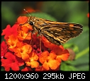 Skipper Moth on Lantana-skipper-moth-lantana-backyard-006.jpg
