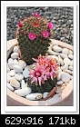 Cactus flowers-6675-c-6675-catuscat-21-10-12-40-100.jpg