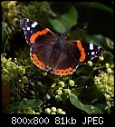 red admiral butterfly on ivy flowers-admiral-0.jpg