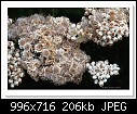 Rice flower-6680 (Ozothamnus diosmifolius)-c-6680-riceflower-21-10-12-40d-100.jpg