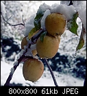 winter apples-apple_elstar-0.jpg