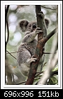 Furry Visitor-2721-c-2721-koala-30-10-12-5d-400.jpg
