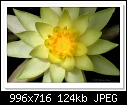 Yellow Water Lily-6760-c-6760-yellowatertlily-18-11-12-40d-100.jpg
