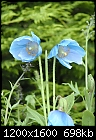 Himalayan Blue Poppy-himalayanpoppy02.jpg