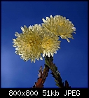 chrysanthemum-chrysanthemum-w-0.jpg