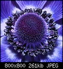 Purple Flower Closeup-sherman-gardens-019.jpg