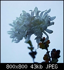 white chrysanthemum-chrysanthemum-c-0.jpg