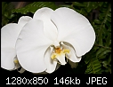 Orchid   016-orchid-016.jpg