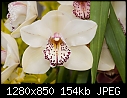 Orchid   079-orchid-079.jpg