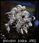 Click image for larger version

Name:	clematis_seeds-0a.jpg
Views:	578
Size:	106.1 KB
ID:	15442