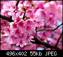 Cherry Blossom-5193212_f496.jpg
