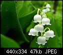 Lily of the Valley-lily-valley.jpg