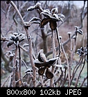 peony in winter-paeonia_suffruticosa_frost-0.jpg