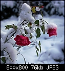 snowy rose [Rødhætte]-rose_roedhaette-2.jpg