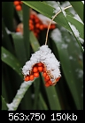 Another snow picture: Iris foetidissima-z_0959.jpg