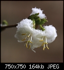 Another snow picture: Lonicera x purpusii-z_0933.jpg