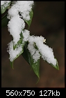 Another snow picture: Sarcococca confusa-z_0936.jpg