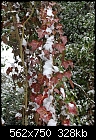 Another snow picture: red ivy (Hedera helix) [1/1]-z_1197.jpg